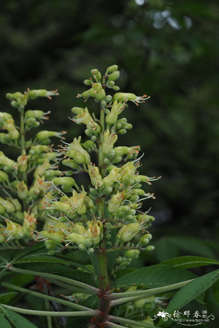 光叶七叶树Aesculus glabra