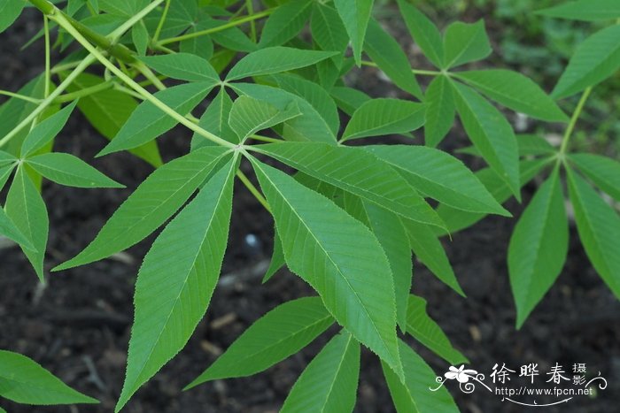 光叶七叶树Aesculus glabra