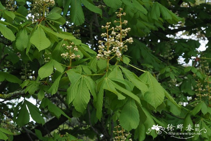 '鲍曼'欧洲七叶树 Aesculus hippocastanum 'Baumannii'