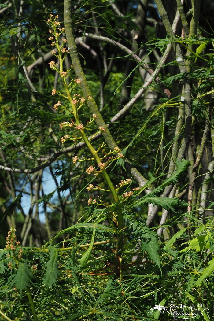 '裂叶'欧洲七叶树Aesculus hippocastanum 'Laciniata'