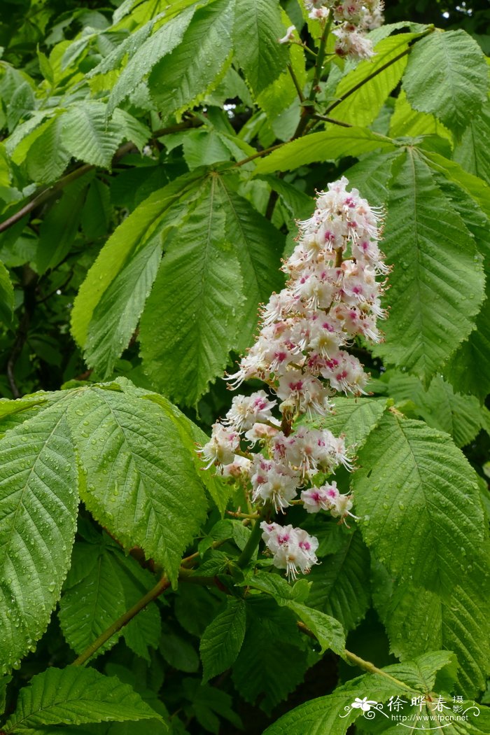 欧洲七叶树Aesculus hippocastanum