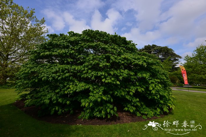 小花七叶树Aesculus parviflora