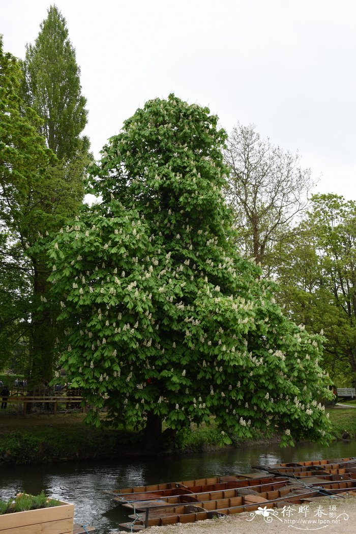 欧洲七叶树Aesculus hippocastanum