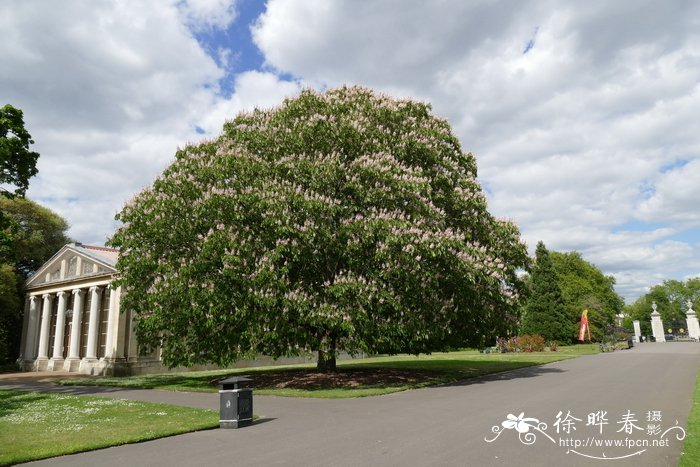 印度七叶树Aesculus indica