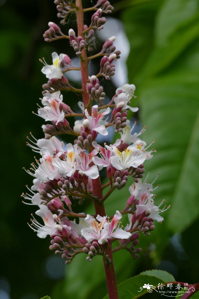 印度七叶树Aesculus indica