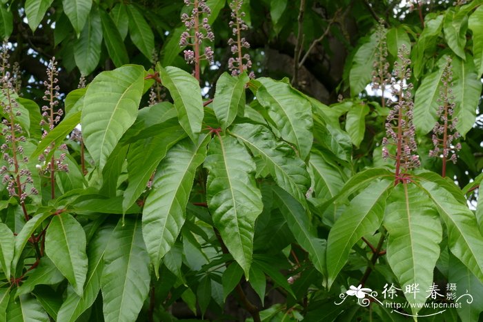 印度七叶树Aesculus indica