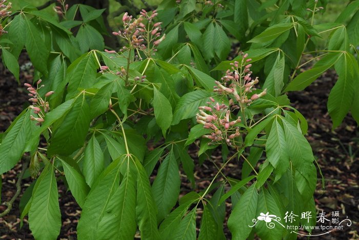 多变七叶树Aesculus mutabilis