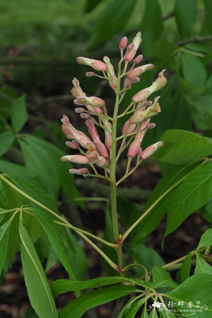 多变七叶树Aesculus mutabilis