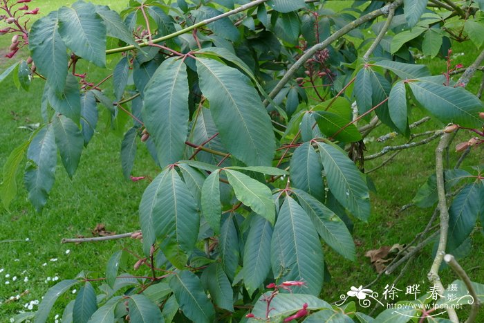 北美红花七叶树Aesculus pavia