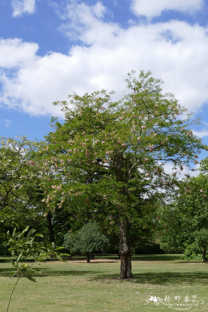 北美红花七叶树Aesculus pavia