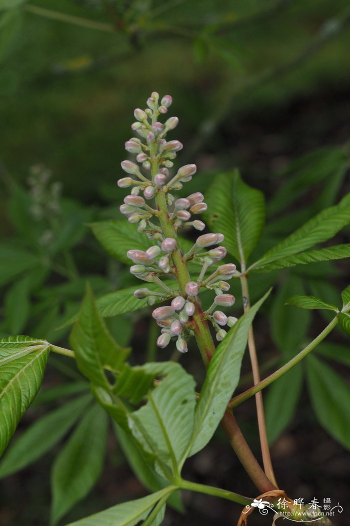 林生七叶树Aesculus sylvatica