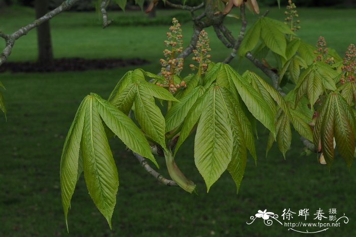 日本七叶树Aesculus turbinata