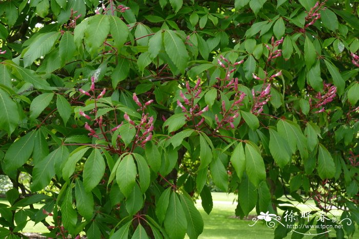 大花七叶树Aesculus×hybrida