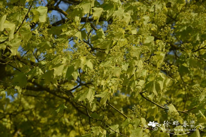 '金黄'青皮枫Acer cappadocicum 'Aureum'