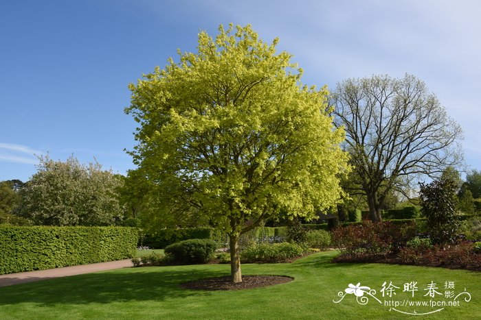 '金黄'青皮枫Acer cappadocicum 'Aureum'