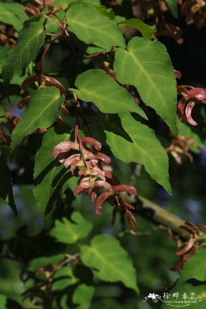 山楂叶枫Acer crataegifolium