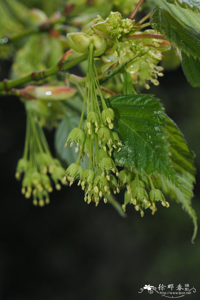 四蕊枫Acer stachyophyllum subsp. betulifolium