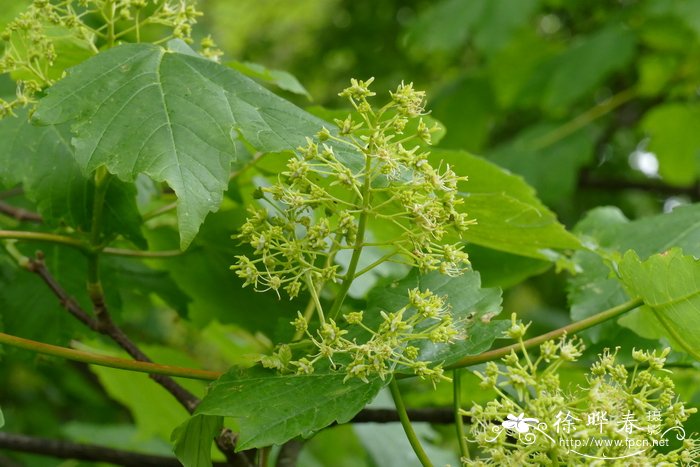 毡毛枫Acer velutinum