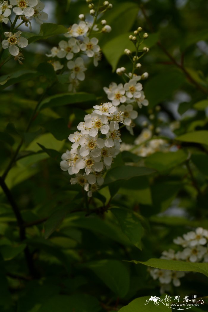 北美稠李Padus virginiana