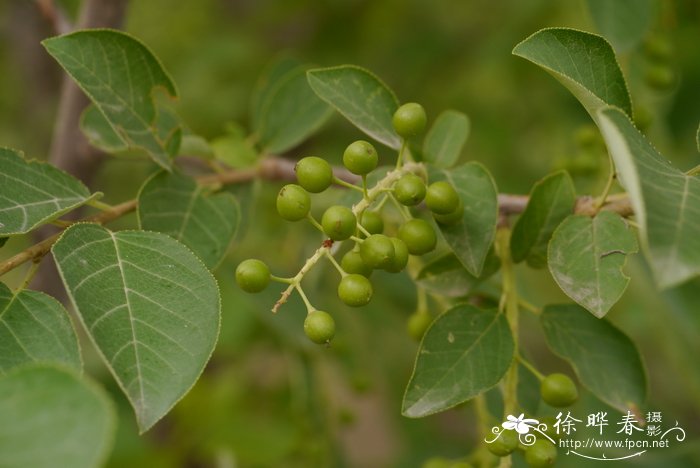 北美稠李Padus virginiana