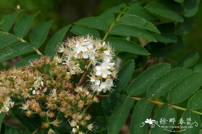 欧亚花楸Sorbus aucuparia