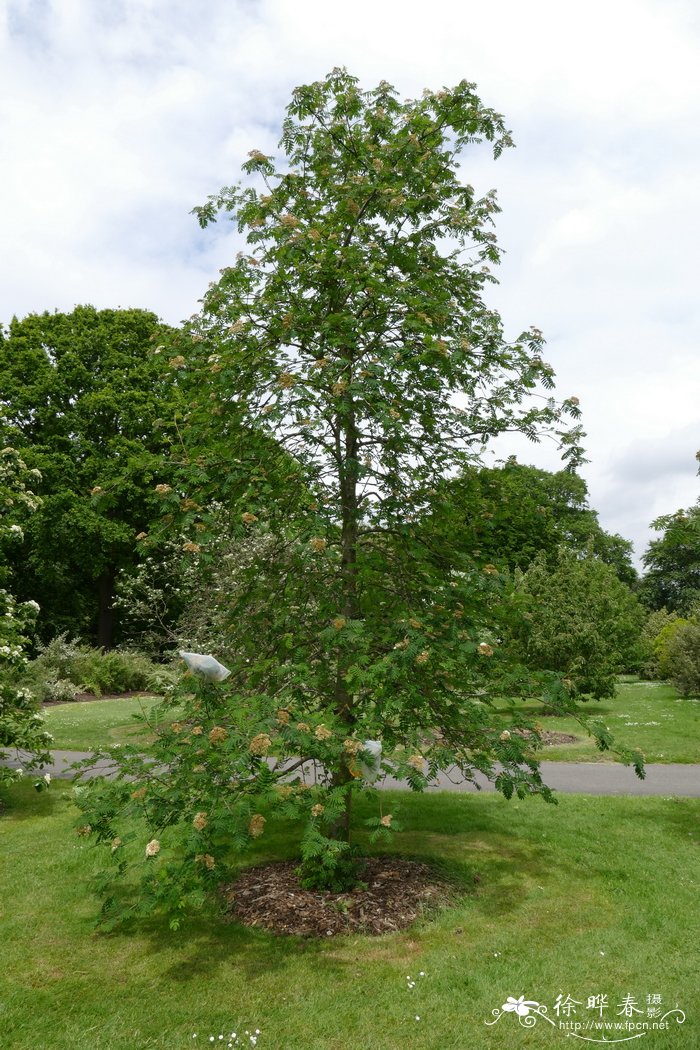 欧亚花楸Sorbus aucuparia