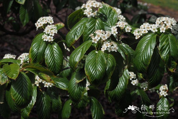 美脉花楸Sorbus caloneura