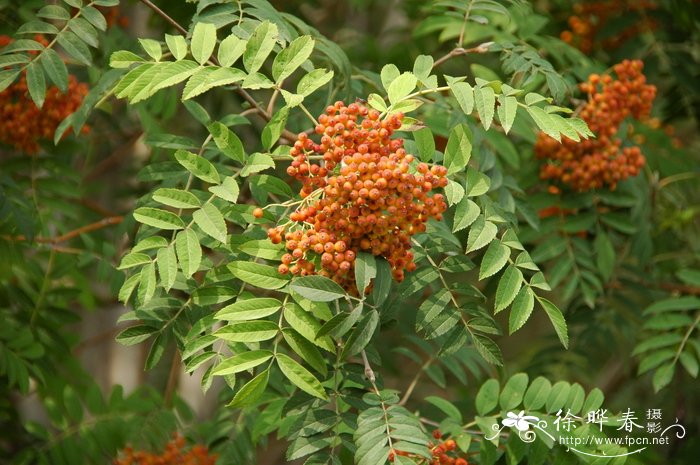 花楸Sorbus dacica