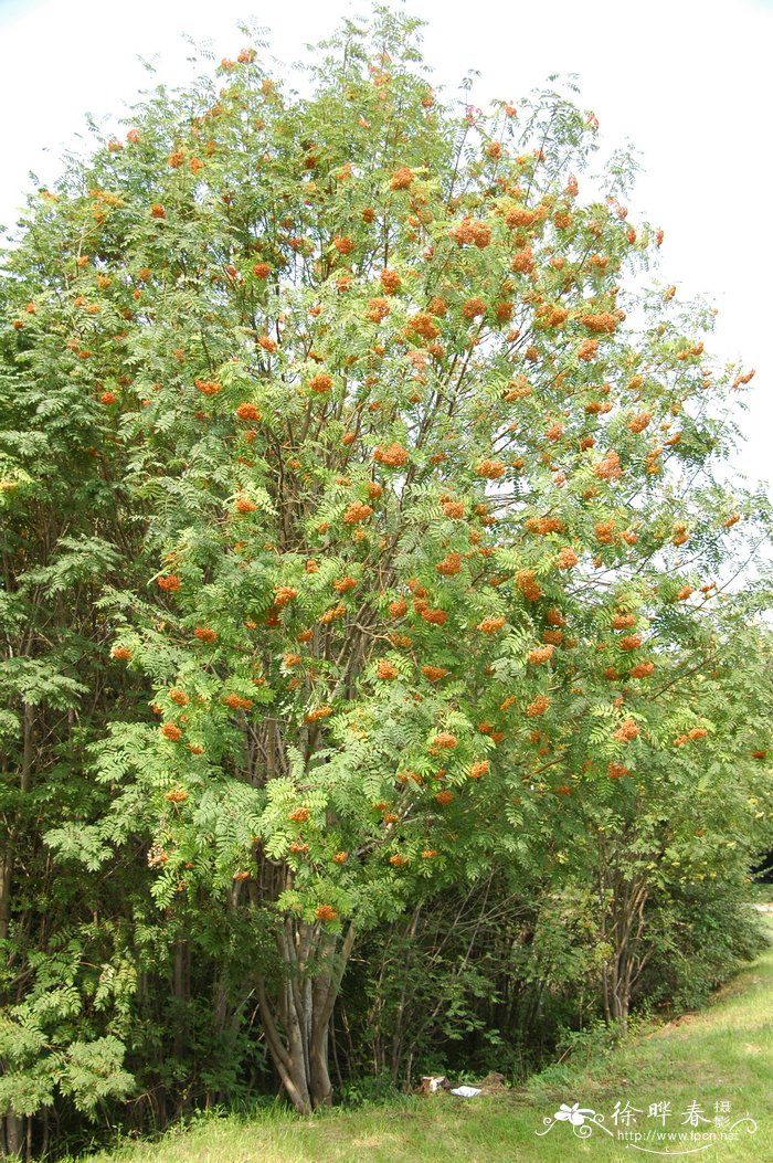 花楸Sorbus dacica