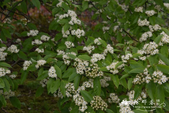 泡吹叶花楸Sorbus meliosmifolia