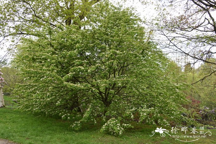 泡吹叶花楸Sorbus meliosmifolia