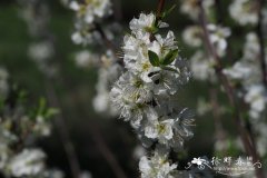 张枝樱桃李Prunus divaricata