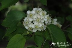 陇东海棠Malus kansuensis