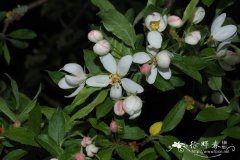 花叶海棠Malus transitoria