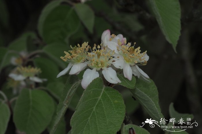  野木海棠Malus tschonoskii