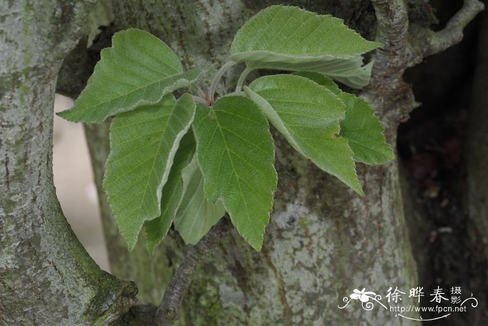  野木海棠Malus tschonoskii