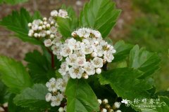 中甸山楂Crataegus chungtienensis