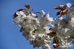 川鄂海棠 Malus yunnanensis var. veitchii