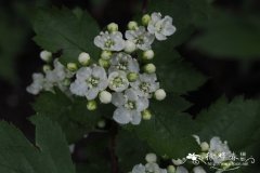 阿尔泰山楂Crataegus altaica