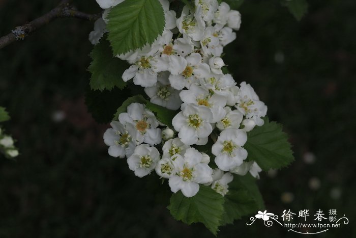 柔毛山楂Crataegus mollis