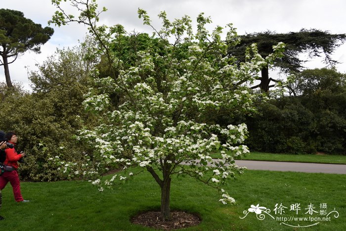 柔毛山楂Crataegus mollis