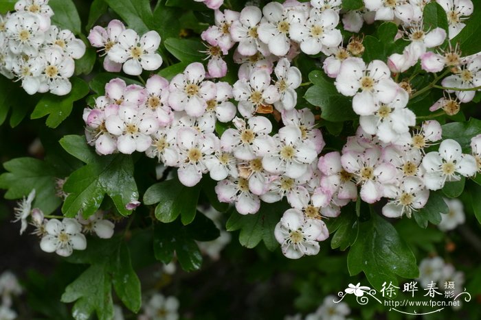 单柱山楂Crataegus monogyna