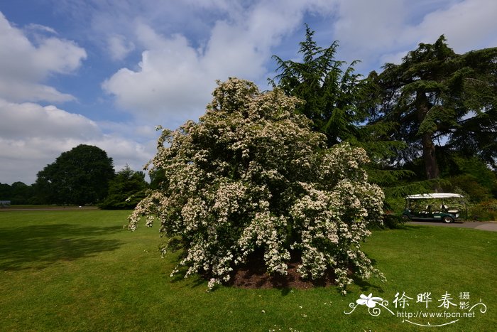 单柱山楂Crataegus monogyna