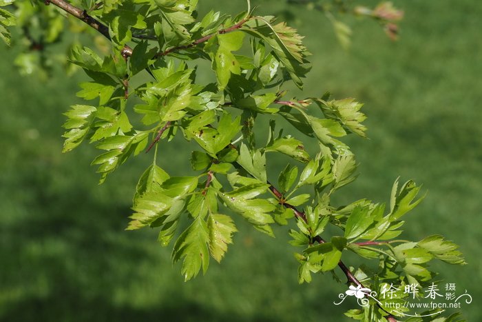 锐刺山楂Crataegus oxyacantha