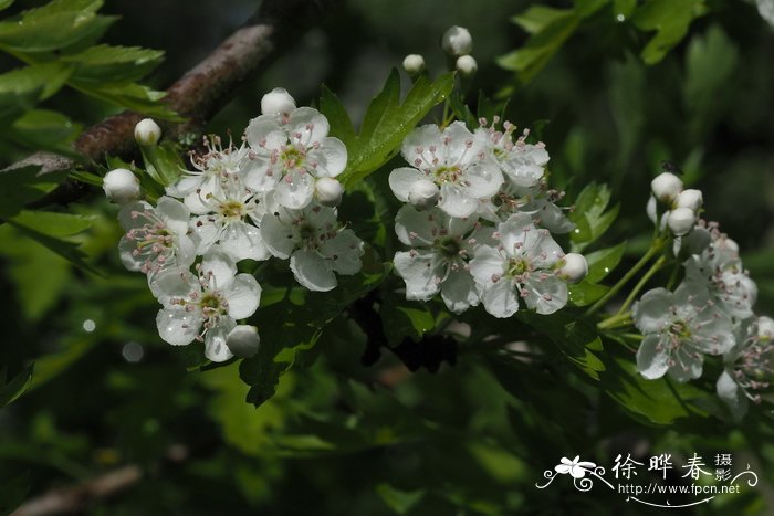 锐刺山楂Crataegus oxyacantha