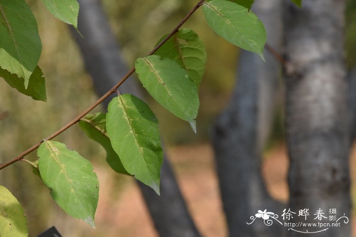 扁桃（巴旦杏）Amygdalus communis