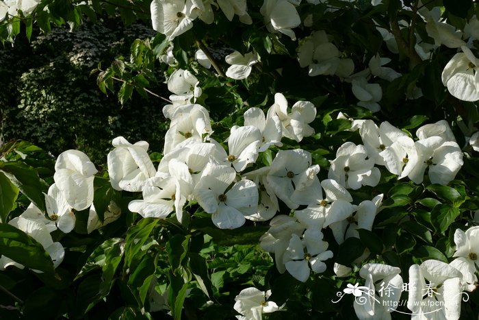  ‘维纳斯’四照花Cornus ‘Venus’