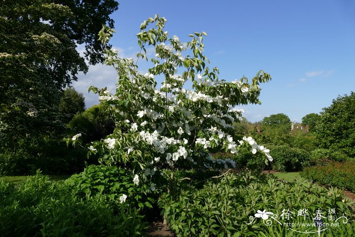  ‘维纳斯’四照花Cornus ‘Venus’