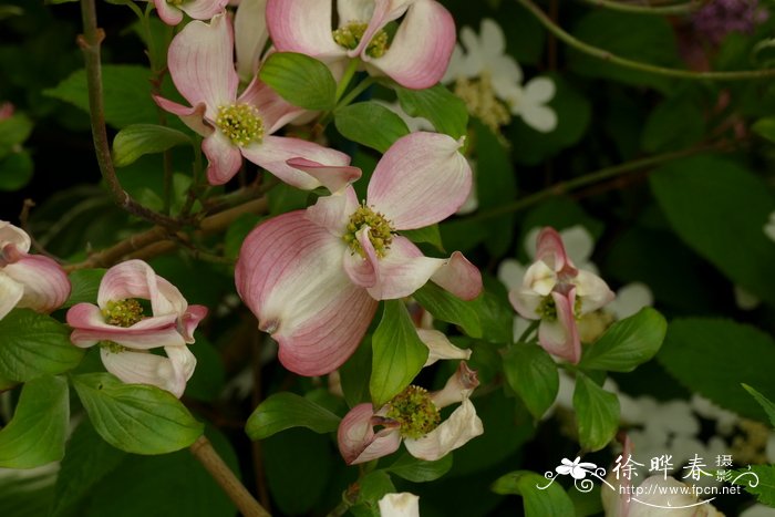 ‘切罗基酋长’大花四照花Cornus florida ‘Cherokee Chief’