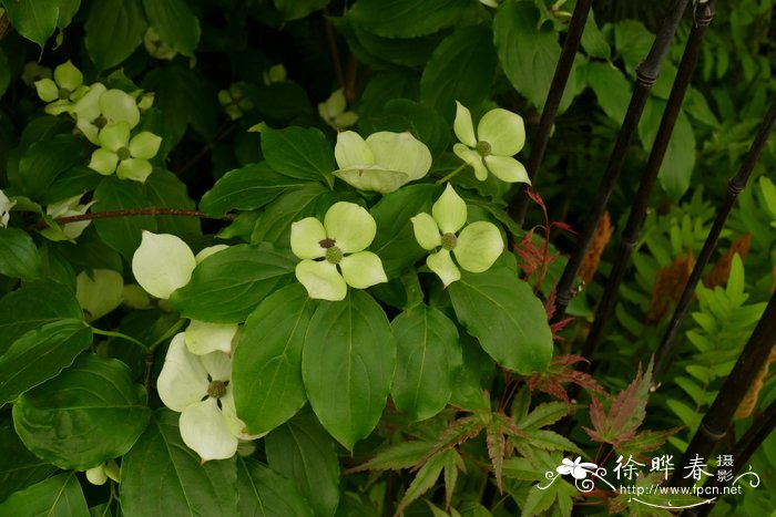 ‘中国姑娘’四照花Cornus kousa  ‘China Girl’